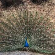 T.M