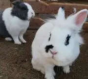 guraguraの画像