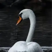 ナルトの画像