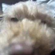 yの画像