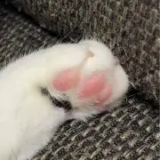 しとりん☆の画像