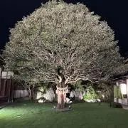 ゆちょなん