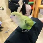 しでぃーの画像