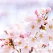 さくらの画像