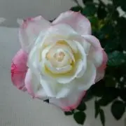 さかえの画像