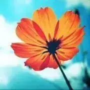 M.M.の画像
