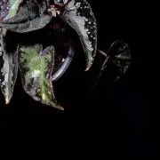 greenの画像