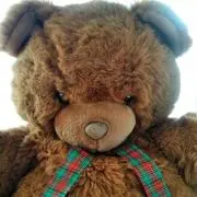 クマの画像