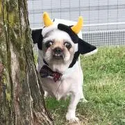 しゃく