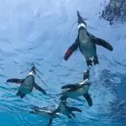 ナツネコ