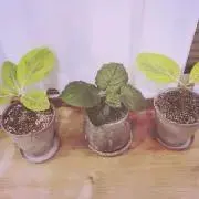 chankoの画像