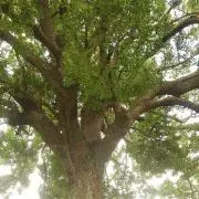 リーフの画像