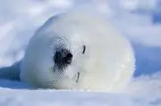 あざらし✻ウエハースシールの画像