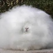 おいもの画像