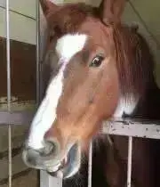 馬が大好き。の画像