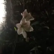 Papagoの画像