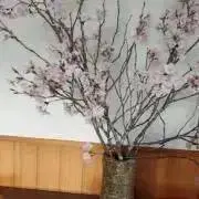 わっはー