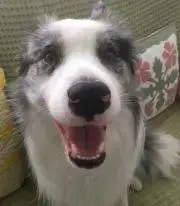 あーるの画像