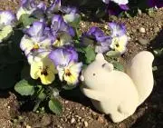 りんごあめの画像