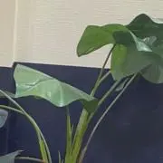 luu.
