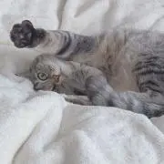 5atsukiの画像