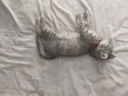 アルパカ