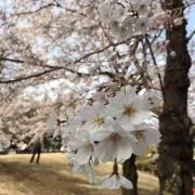 はちの画像