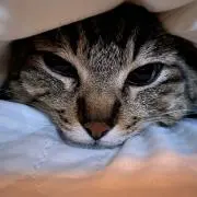 Kasuteraの画像