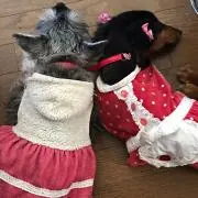 池ちゃん工房の画像