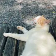 ももの画像