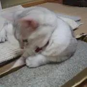 ねこぐさ♡プロフご覧くださいませ。の画像