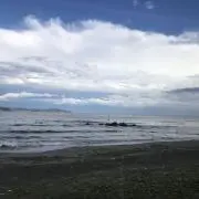 やいの画像