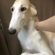 マイマイ