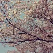 春の画像