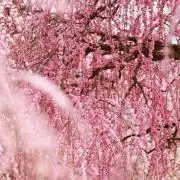 プロフ必読リリィの画像