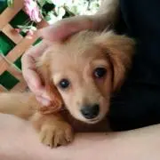 やすの画像