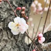 さーちゃんの画像