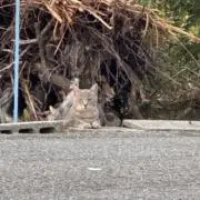子猫