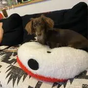 チョコ吉　値段交渉☑️  横取り行為❌の画像