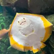 ぬこのすけの画像