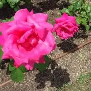 ミニまりストの画像