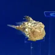てぃかてぃんの画像