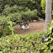 ツッチー