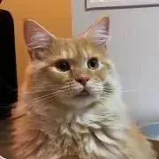【プロフ要確認】ちゃいろうの画像