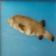けんけんの画像