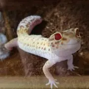 こんぺいとう❗プロフ読んでください❗