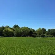 ダイヤのA