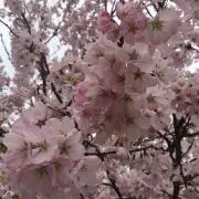 Kanakana