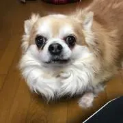 メロ