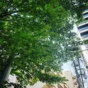 ミグりん
